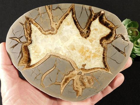 BIG Polished SEPTARIAN Nodule Slab With A Lightning Like Pattern Utah