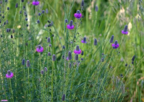 Purple Prairie Clover The Morton Arboretum