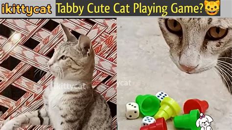 Tabby Cute Cat Playing Game Youtube