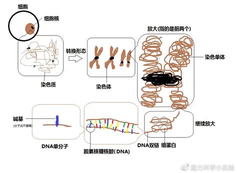 细胞、细胞核、dna、染色体傻傻分不清？一张图搞明白 Dna 细胞核 生物 新浪新闻