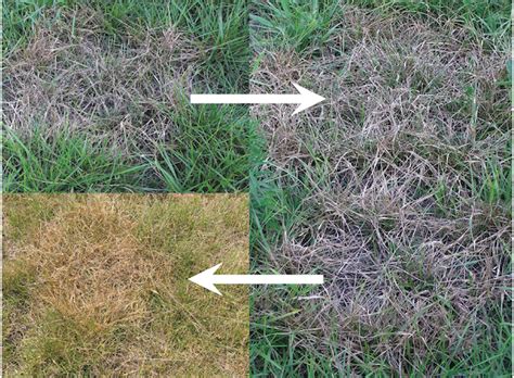 Dollar Spot Disease In Tall Fescue Pastures Mississippi State