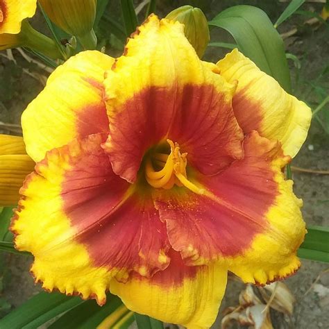 Daylily Hemerocallis Morning Colors In The Daylilies Database