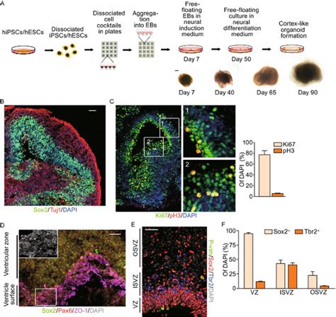 Recapitulating Cortical Development With Organoid Culture In Vitro And