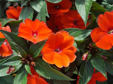 Купить рассаду Бальзамина в Москве / Доставка