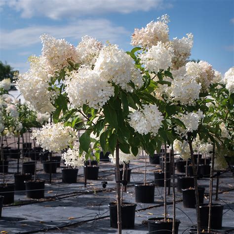 Hydrangea Trees Sheridan Nurseries Online