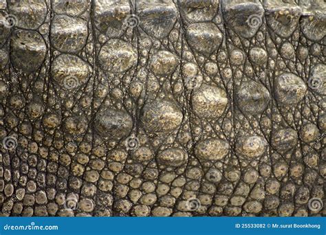 Crocodile skin stock photo. Image of nature, clothing - 25533082