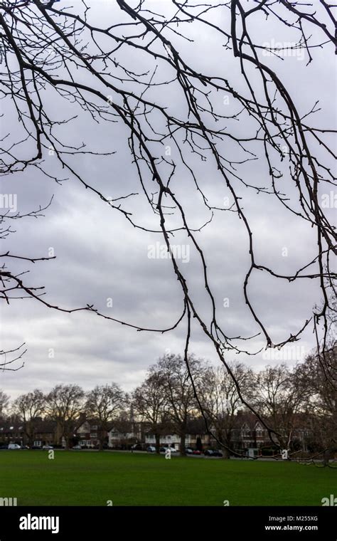 Dead Branches Over Hilly Fields Brockley Stock Photo Alamy