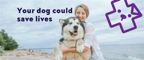 Blood Donation - Your Dog can Help! | Village Vets