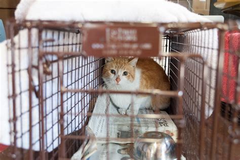 Alley Cat Rescue Survey Shows Trap Neuter Return Successful In Managing