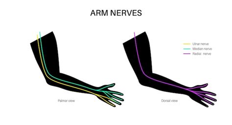 Nerven Der Hand Und Des Handgelenks Ulnar Median Und Radian Nerven