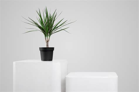 Dracena Arb Rea Em Vaso Dicas De Paisagismo Como Cuidar E Muito Mais