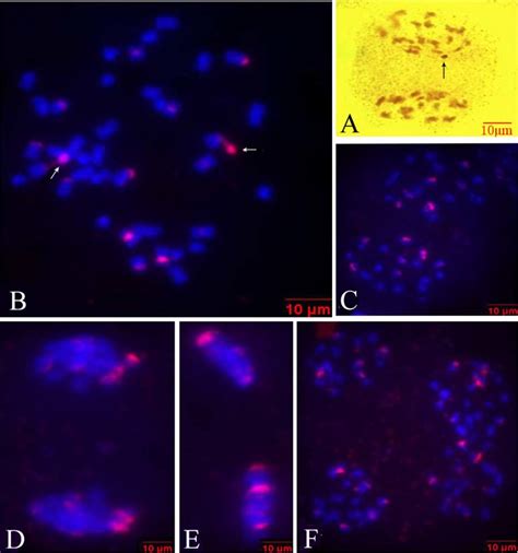 Ag Genomic In Situ Hybridization Analysis Of New B Napus Lines From Download Scientific