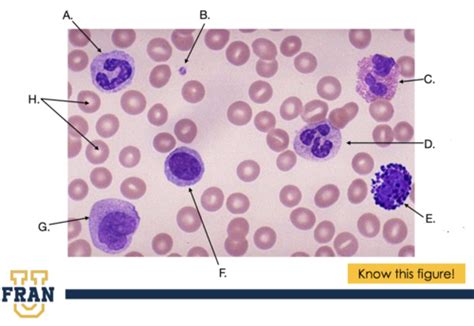 A P2 LAB Blood Blood Vessels And Blood Pressure LABELING Flashcards