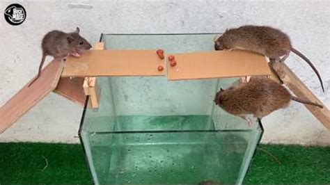 Rat Trap Water 🐀 12 Mice In Trapped 1 Hour 🐭 Mouse Rat Trap 👍 How To