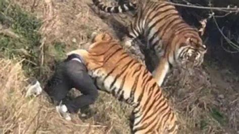 Pria Di Riau Tewas Diterkam Harimau Saat Buang Air Kecil Di Perkebunan