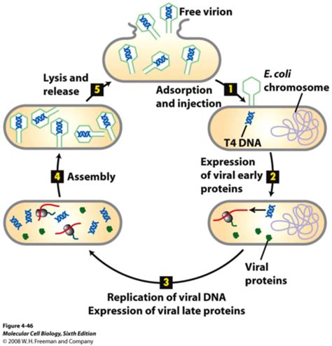 Virus Classifications Structure Chp 18 MICRO EXAM 3 Flashcards