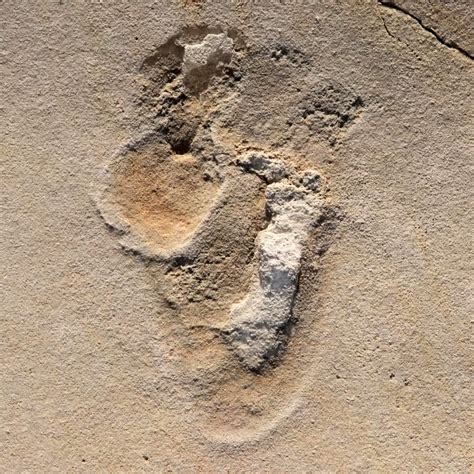 Oldest Footprints Of Pre Humans Identified In Crete Six Million Years Old