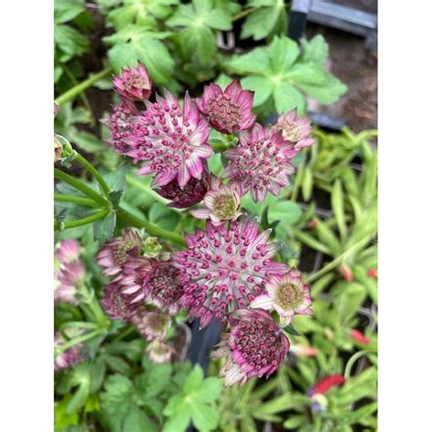 Astrantia Major Roma Zeeuws Knoopje Donker Rose Bloeiend