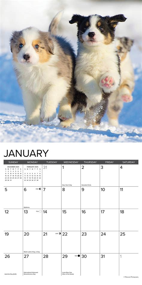 Australian Shepherd Puppies Kalender Kopen Bestel Snel Online