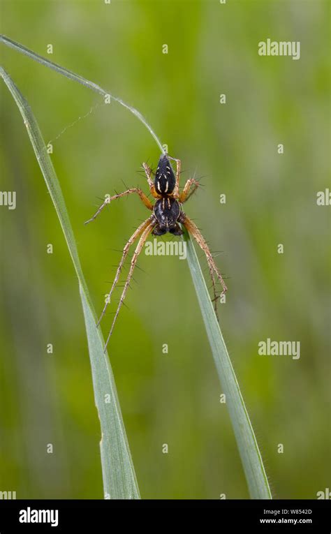 Oxyopidae Hi Res Stock Photography And Images Alamy