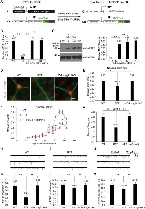 Multiplex Epigenome Editing Of MECP2 To Rescue Rett Syndrome Neurons