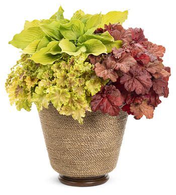 10 Fabulous Chartreuse Plants to Make Your Garden Glow | Proven Winners | Heuchera, Coral bells ...