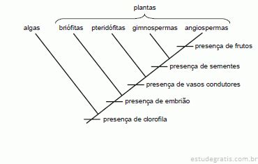 Observe A Rvore Filogen Tica A Seguir Que Representa A