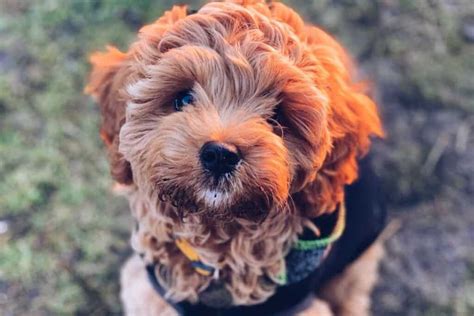 Cavapoo Rescue Directory 10 Legit Adoption Organizations For Cavoodles