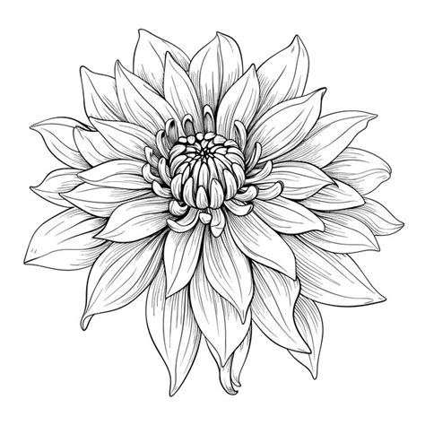 Premium Vector Hand Drawn Sketch Dahlia Flower Illustration