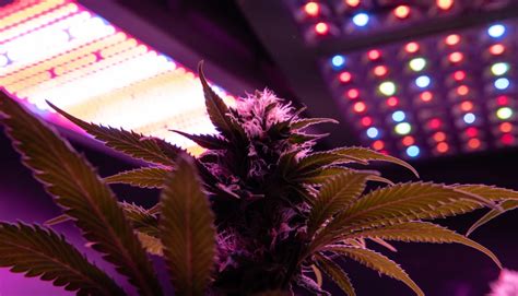 How To Grow Weed The Basics Urban Aroma