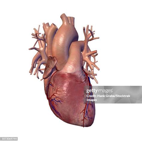 Heart Valves Diagram Photos and Premium High Res Pictures - Getty Images