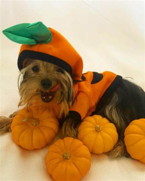 15 Best Halloween Costumes For Your Yorkie 2020 - Page 5 of 5 - The Dogman