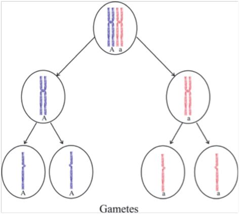 Gamete Formation Diagram - insidesoftis