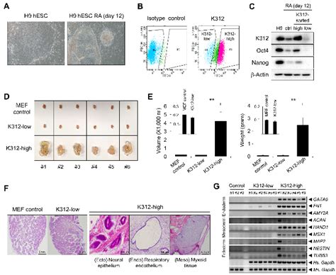 Depletion Of Pluripotent Cells By K Prevents Teratoma Formation By