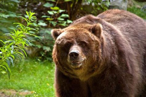 Brown bear (Ursus arctos) | DinoAnimals.com