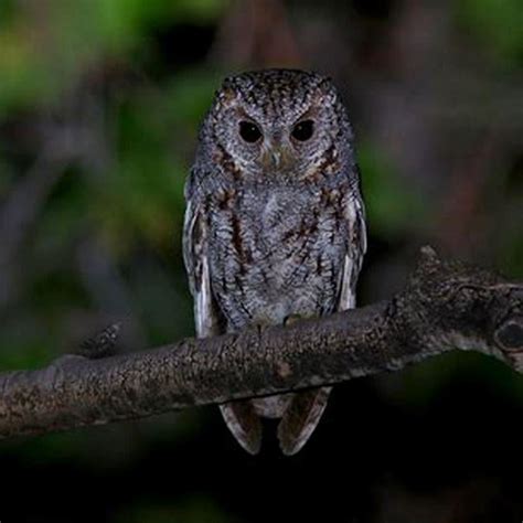 What is the Flammulated owls habitat? - DIY Seattle