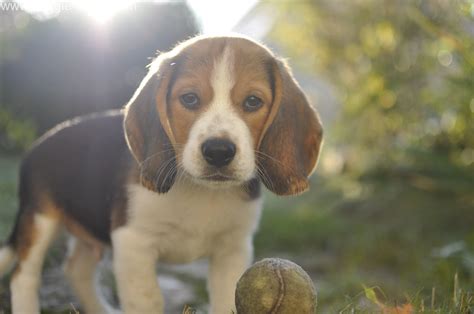 Beagle chiot tout sur ce bébé chien comportement photos