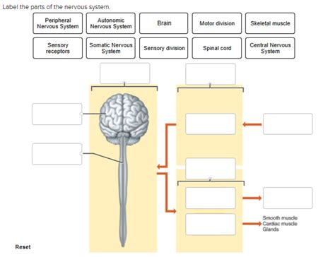 Solved Label The Parts Of The Nervous System Peripheral Chegg