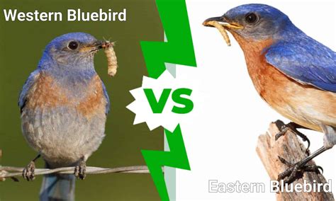 Western Bluebird vs Eastern Bluebird: What Are The Differences? - A-Z Animals