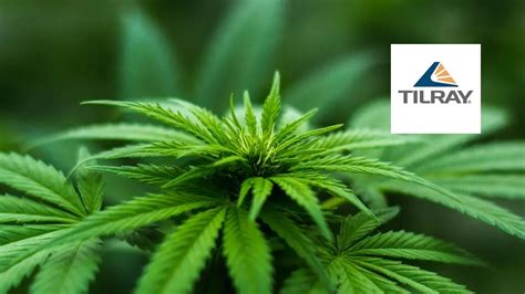 Tilray's (TLRY) Stock Forecast 2021: Will the Party Continue?