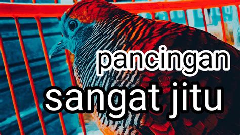 Suara Perkutut Lokal Sangat Jernih Solusi Perkutut Malas Manggung