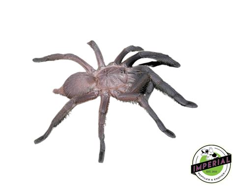 Dark Earth Tiger Tarantula Chilobrachys Sp Krachan For Sale