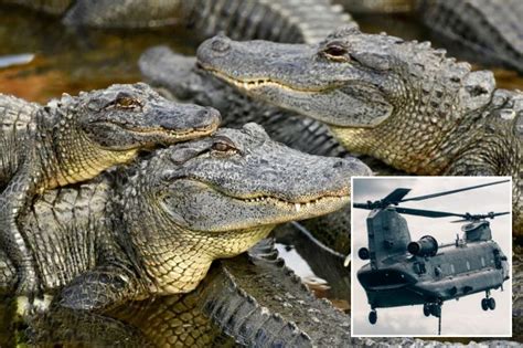 Orgy Of 3 000 Crocodiles Whipped Into Mass Sex Frenzy By Sound Of Helicopters Flying Overhead