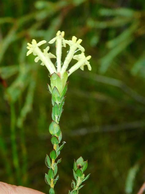 Bark Capesaffron From Greyton Nature Reserve 7233 South Africa On