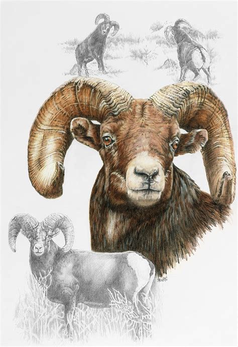 Big Horn Sheep Painting By Barbara Keith Fine Art America