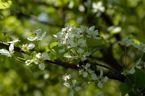 Pyrus 'Korean Sun™' Ornamental Pear - Hello Hello Plants