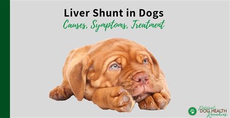 Liver Shunt in Dogs | Causes, Symptoms, Diet & Treatment