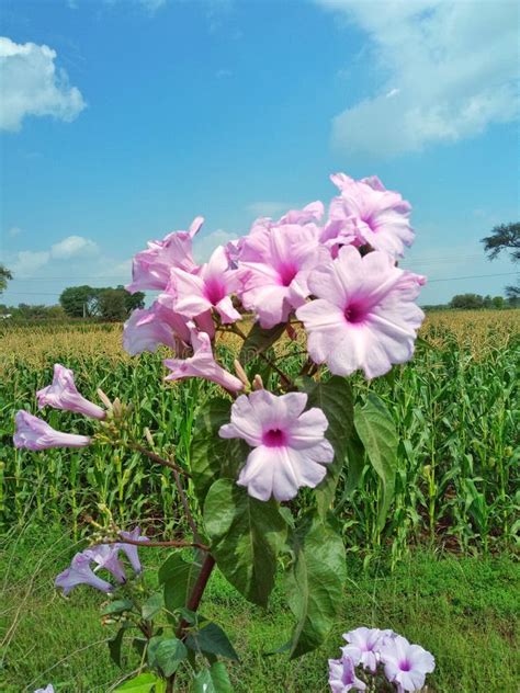 Beautiful Pink Flowers Blooming Background Picture Stock Photo