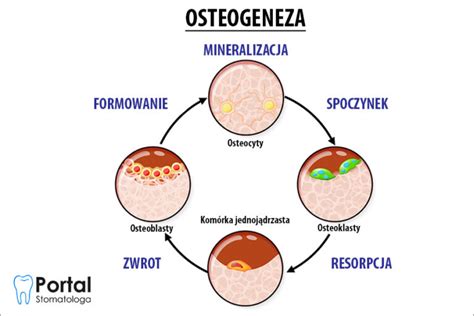 Osteogeneza Portal Stomatologa