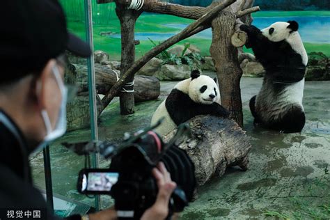 Panda experts heading to Taipei zoo to aid ailing bear - Asia News NetworkAsia News Network